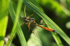 Ichneumonidae