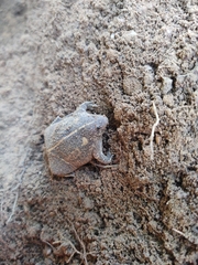 Rhinophrynus dorsalis