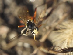 Ichneumonidae
