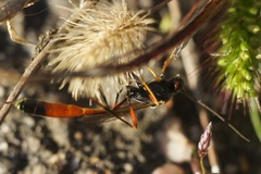 Ichneumonidae