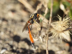 Ichneumonidae