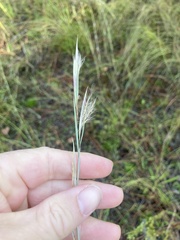 Andropogon capillipes