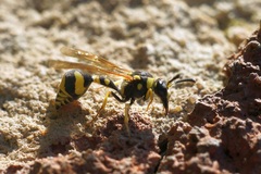 Eumenes