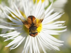 Ectophasia