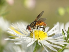 Ectophasia
