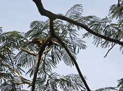 Pteroglossus torquatus