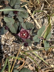 Ceropegia coddii image