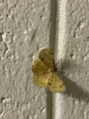 Erastria decrepitaria