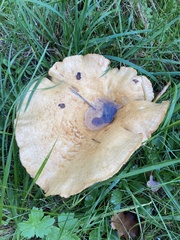 Russula brevipes