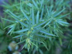 Juniperus deltoides