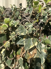 Hedera canariensis