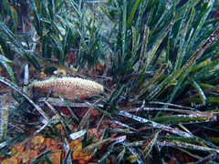 Pinna nobilis