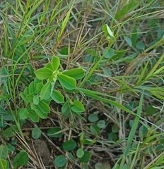 Phyllanthus amarus