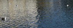 Larus fuscus