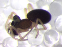 Parapelecopsis nemoralis