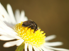 Discomyza