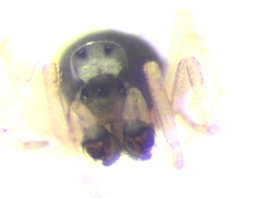 Parapelecopsis nemoralis