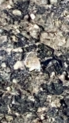 Echinargus isola