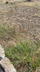 Bothriochloa ischaemum