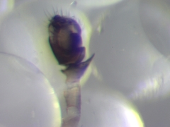 Parapelecopsis nemoralis