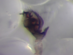 Parapelecopsis nemoralis