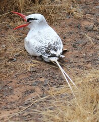 Phaethon aethereus aethereus