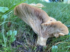 Russula brevipes