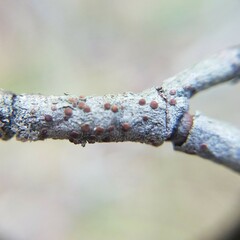 Obscuroplaca camptidia