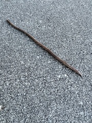 Lumbricus