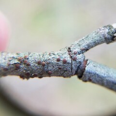 Obscuroplaca camptidia