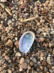 Haliotis tuberculata