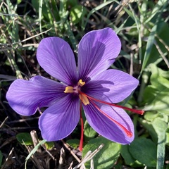 Crocus sativus