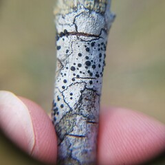 Caliciaceae