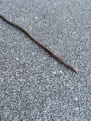 Lumbricus
