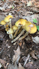 Armillaria mellea
