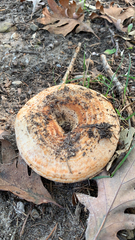 Lactarius deliciosus