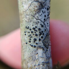 Caliciaceae