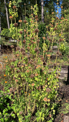 Leonotis nepetifolia