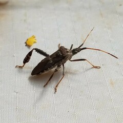 Leptoglossus corculus