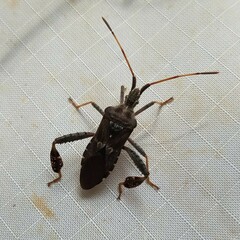 Leptoglossus corculus