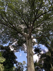 Ceiba