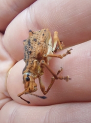 Platyomus nodipennis