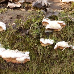 Merulius tremellosus