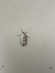 Enaemia atrolinea