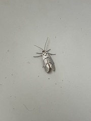Enaemia atrolinea
