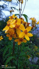 Electranthera mutica