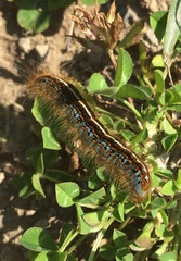 Malacosoma alpicolum