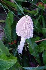 Coprinopsis pseudonivea