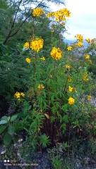 Electranthera mutica