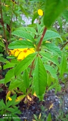 Electranthera mutica